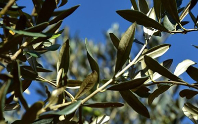 Τροποποίηση επιχορήγησης επεξεργασίας ελαιοκάρπου