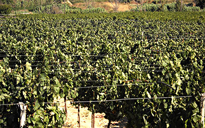 Πράσινος τρύγος