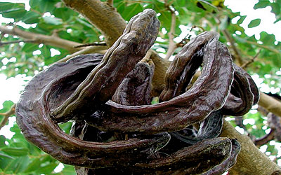 Κρητικός φορέας χαρουπιού