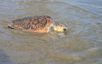 Απελευθέρωση χελώνας Caretta caretta