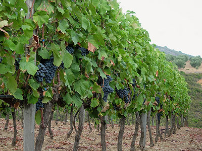 Παραλαβή οινοποιήσιμων ποικιλιών