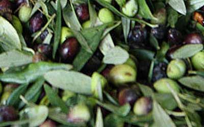 Δολωματικός ψεκασμός δακοκτονίας