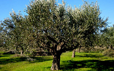 Συναγερμός στους Ελαιώνες