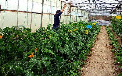 Παράταση υποβολής αιτήσεων για θερμοκήπια