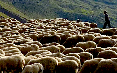 Ύποπτο κρούσμα ευλογιάς αιγοπροβάτων