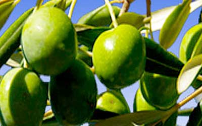 Νέα ημερομηνία Δηλώσεων Συγκομιδής Ελαιοκάρπου  