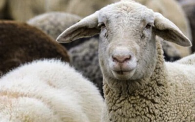 Εντατικοποίηση Ελέγχων και Ποινών